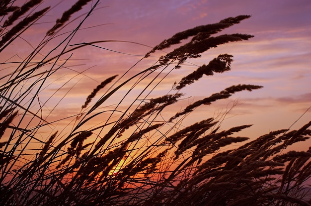 Weide wild gras bij zonsondergang.