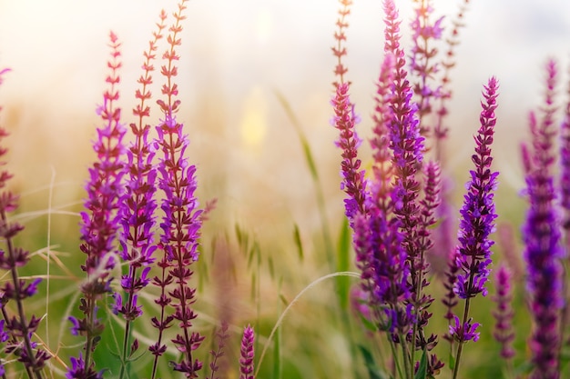 Weide zomerbloemen Paarse en lila kleuren Bloeiende salie Bloeiende weide op een zonnige zomerdag