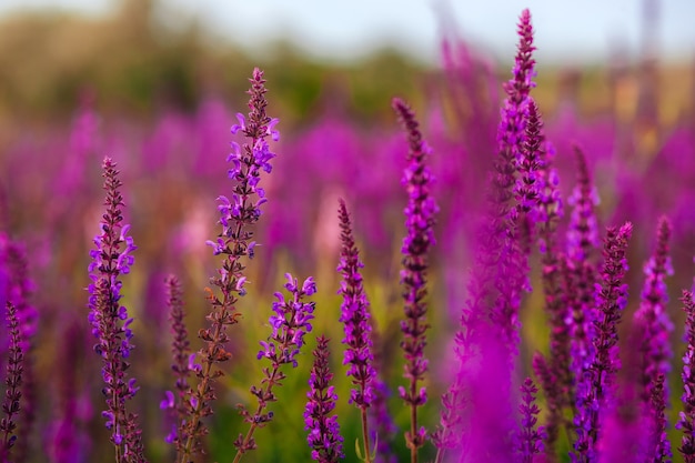 Weide zomerbloemen Paarse en lila kleuren Bloeiende salie Bloeiende weide op een zonnige zomerdag