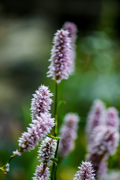 Weidebistort Bistorta officinalis in het veld