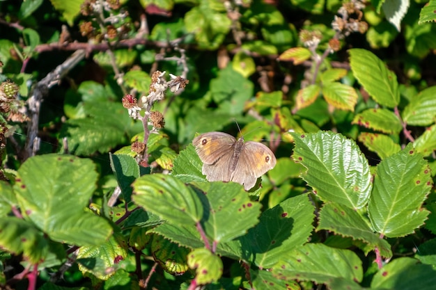 Weidebruine vlinder (Maniola jurtina)