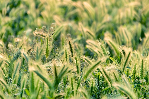 Weidegras in de ochtendzon