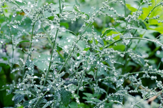 Weidegras onder dauwdalingen, na de regen. prachtige natuur.