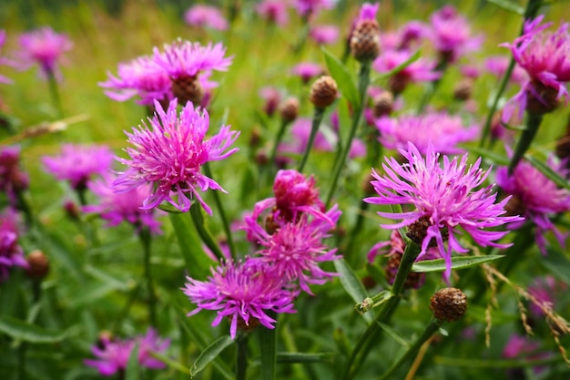 Weidekorenbloem Centaurea jacea is een veldonkruidplant een soort van het geslacht Korenbloem van de familie Asteraceae of Compositae Groeit in weiden en bosranden Violette elegante bloem Karelië