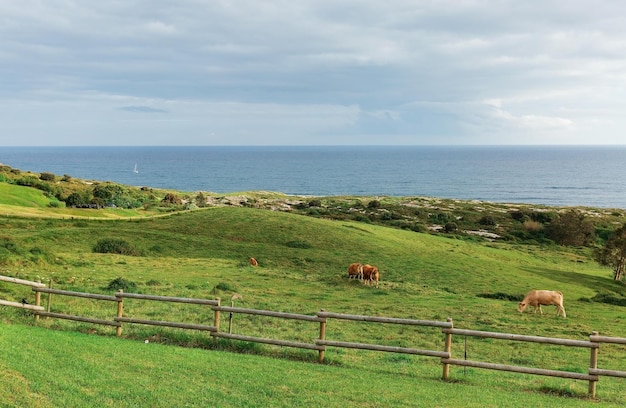 Weiden aan de kust van de Golf van Biskaje in Spanje