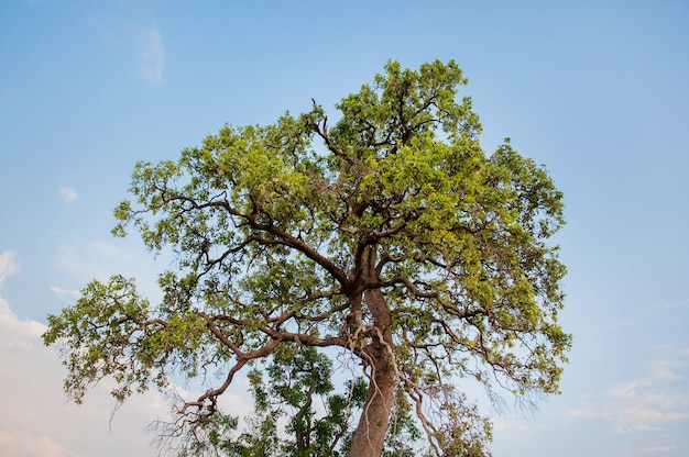 Weiden en blauwe luchten Sfeer van Aziatische velden En de schoonheid van de bomen en de natuur groen.