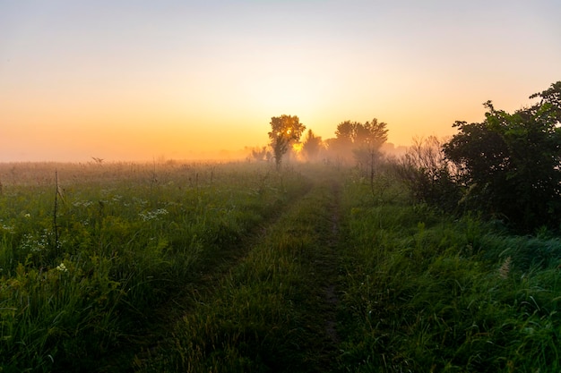 Weideweg, mist en weelderige vegetatie bij dageraad. Mooie lichte mist en dauw op weidegras en bloemen. Prachtig fantastisch landschap op een zomerochtend.