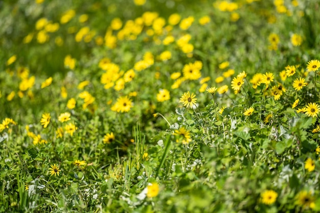 Weiland en gras in een paddock op een regeneratieve biologische bloemen in een veld