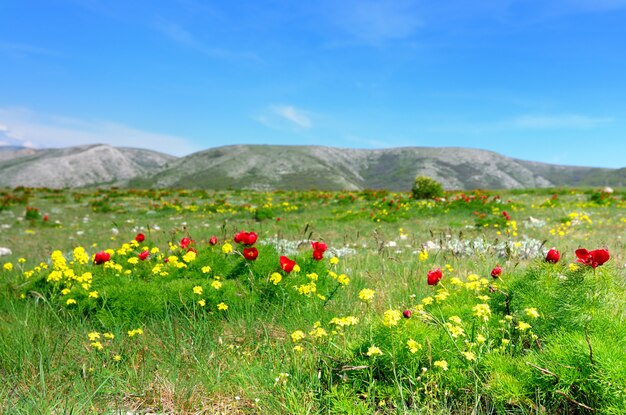 Weiland met groen gras en rode papaverbloemen