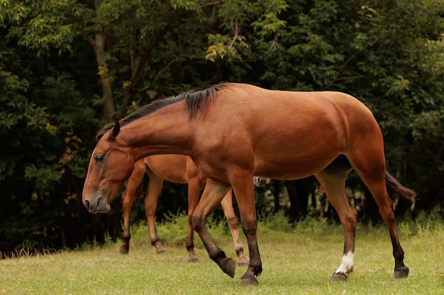 Weiland van paarden in de herfstpark twee paarden lopen