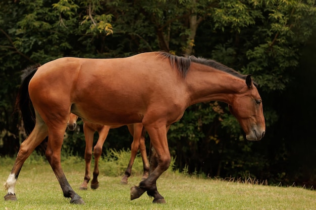 Weiland van paarden in de herfstpark twee paarden lopen