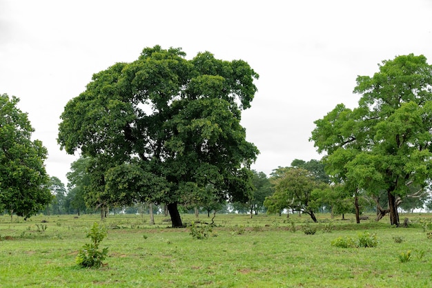 Weiland voor veeteelt met meerdere grote bomen