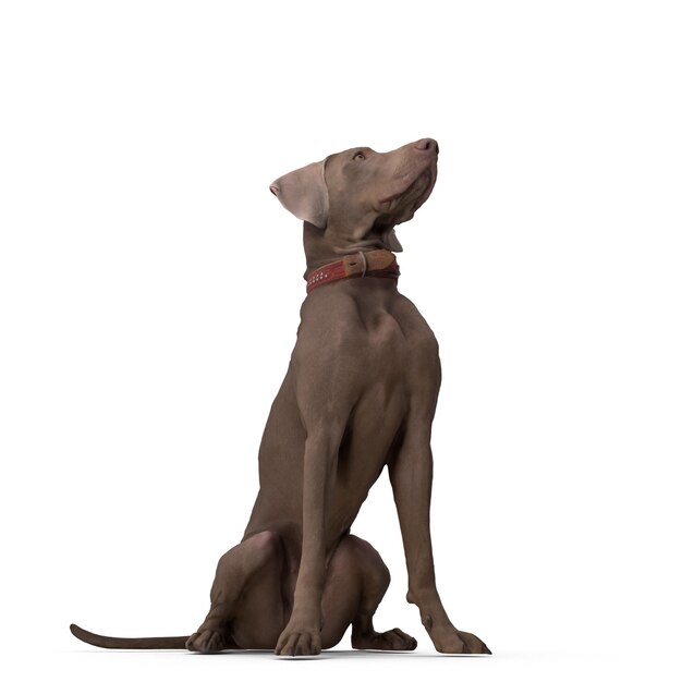 Photo weimaraner dog 3d modeling psd file realistic pet dog