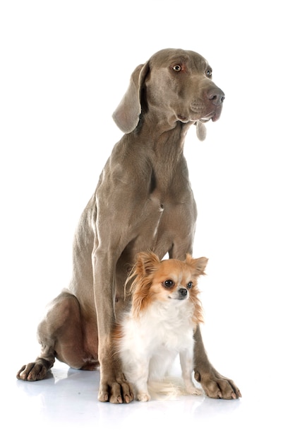 Weimaraner cane e chihuahua