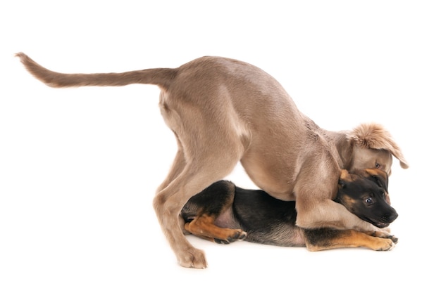 Weimaraner dog and crossbreed puppy in a playful fight. Isolated on white.