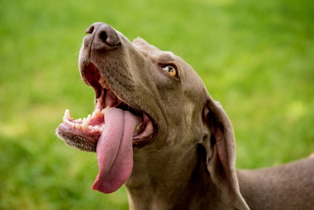 Weimaraner dog at the park