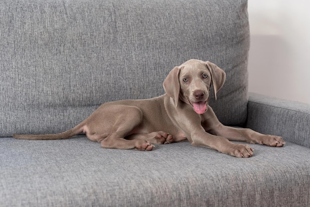 舌を出してソファに横たわるワイマラナー犬の子犬灰色の短髪の犬種ペット福祉