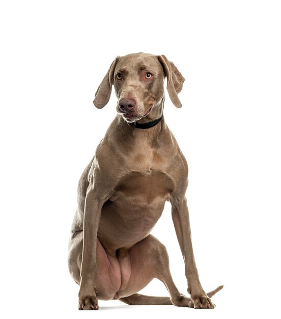 Weimaraner dog sitting, cut out