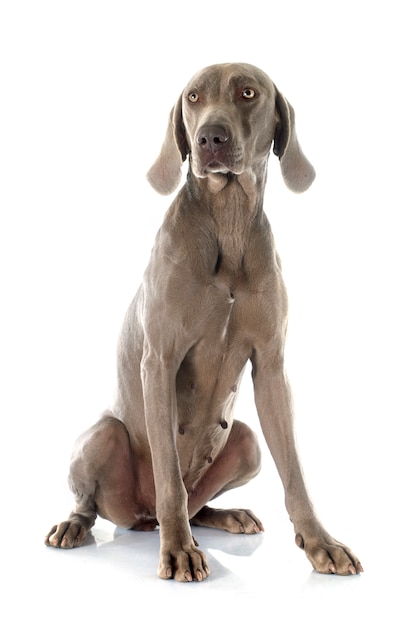 Weimaraner dog