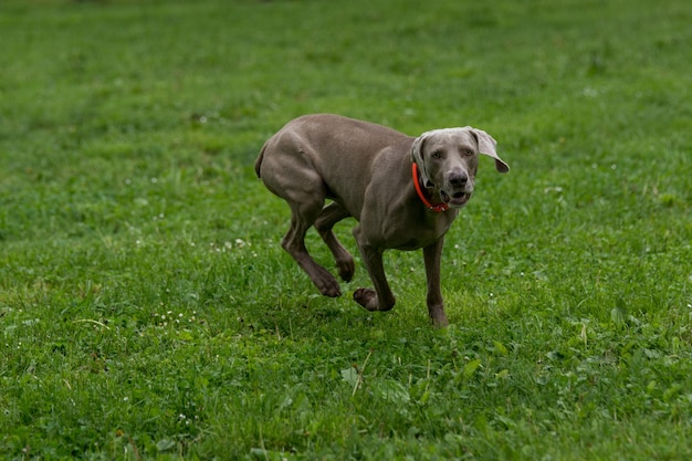 Weimaraner on grassy field