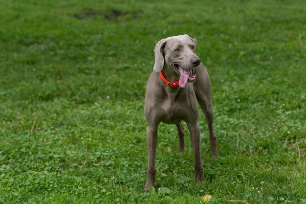 Weimaraner on grassy field