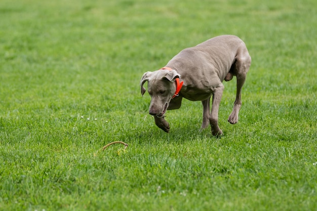 Weimaraner on grassy field
