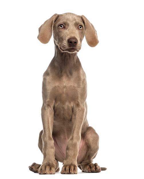 Weimaraner-puppy, geïsoleerd zitten en onder ogen zien ,.