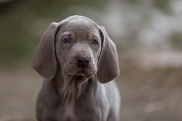 Foto cuccino di weimaraner che guarda la telecamera