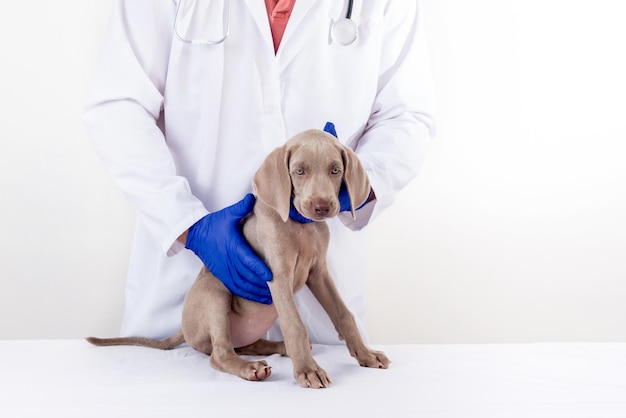 Weimaraner puppy sitting on the care table at a veterinary center Checking the health of the dogs