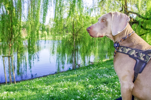 Weimaraner's dog in the park