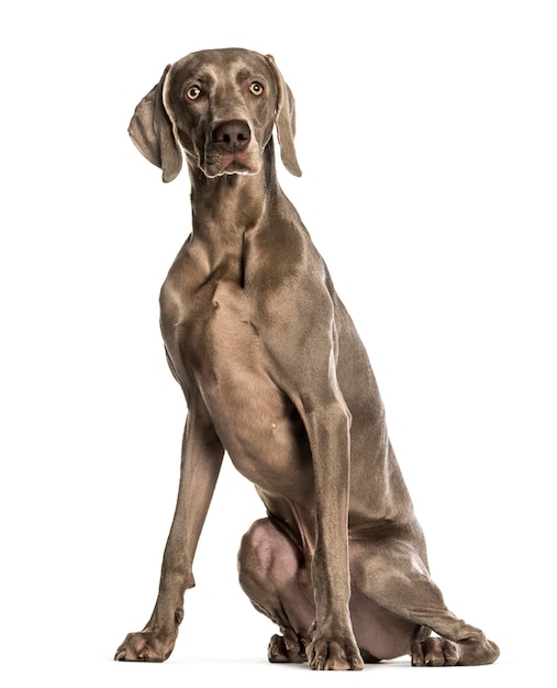 Weimaraner sitting against white background