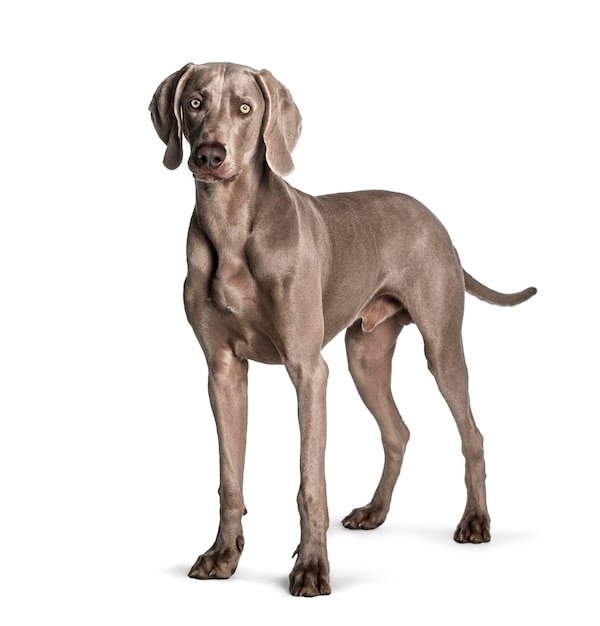 흰색 배경에 서 있는 Weimaraner