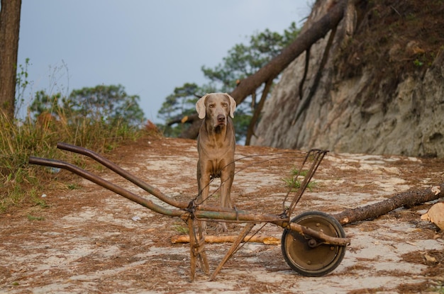 Foto weimaraner in piedi accanto a una carriola abbandonata sul campo contro il cielo