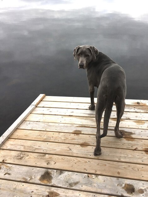 Photo weimaraner on the water