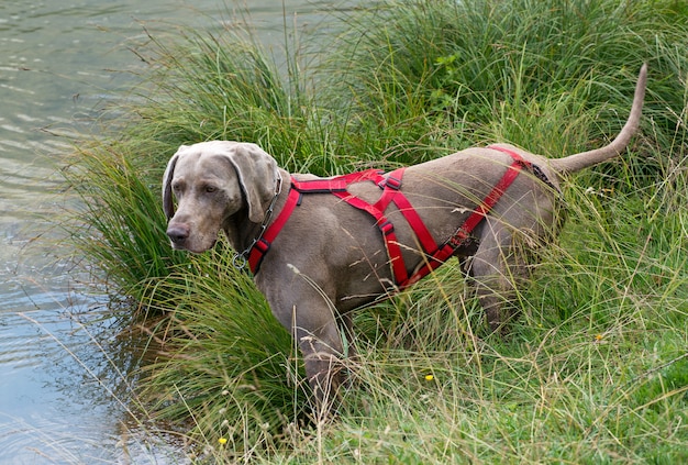 붉은 마구를 착용하는 Weimaraner