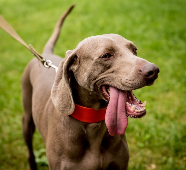 Weimaranerhond in het park