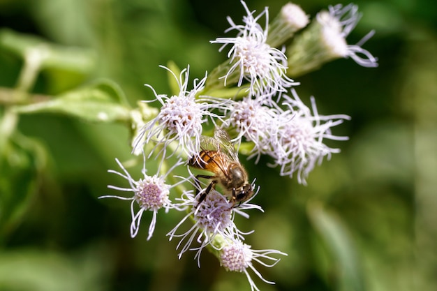 Foto weinig bij op bloem