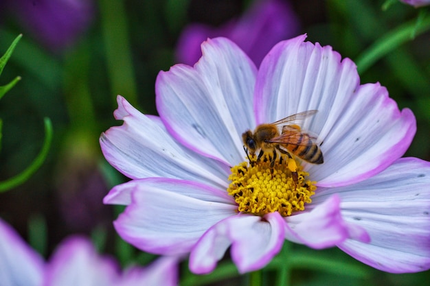 Weinig bij op bloem