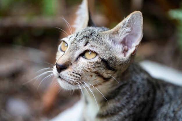 Weinig bruin tabby kat kitten rusten op de vloer