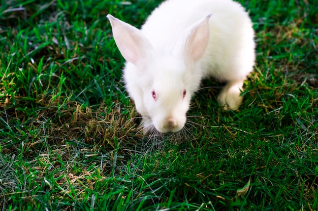 Weinig grappig konijn dat in de zomer op het veld loopt.