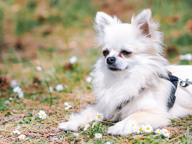 Weinig hondchihuahua zit ter plaatse in het bos met madeliefjebloemen