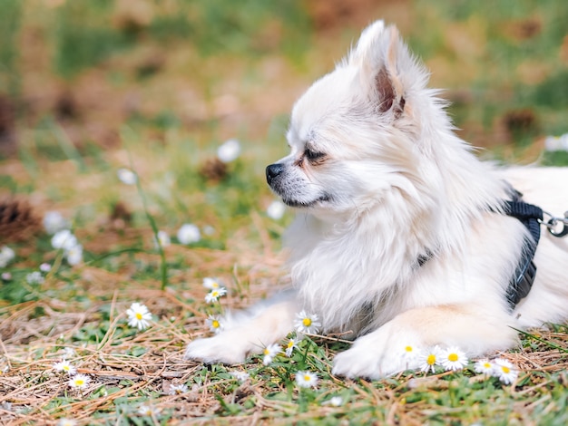 Weinig hondchihuahua zit ter plaatse in het bos met madeliefjebloemen