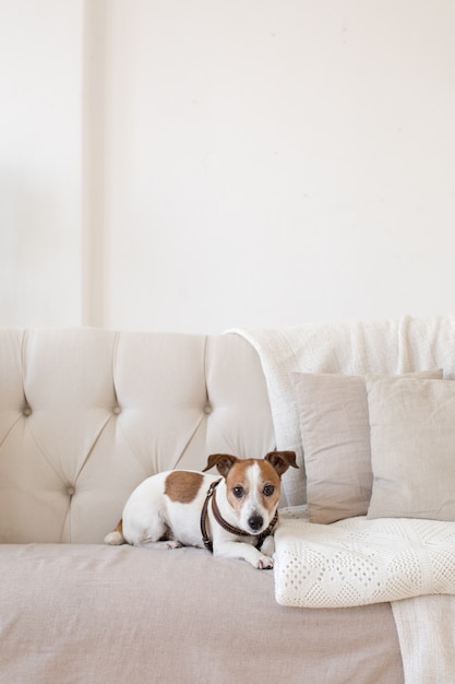 Weinig hondje op de bank