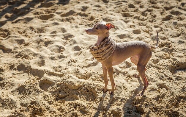 Weinig Italiaanse Windhondhond in het park