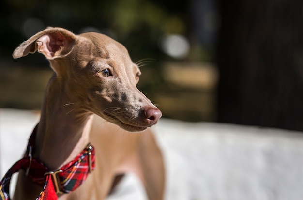 Weinig Italiaanse Windhondhond in het park