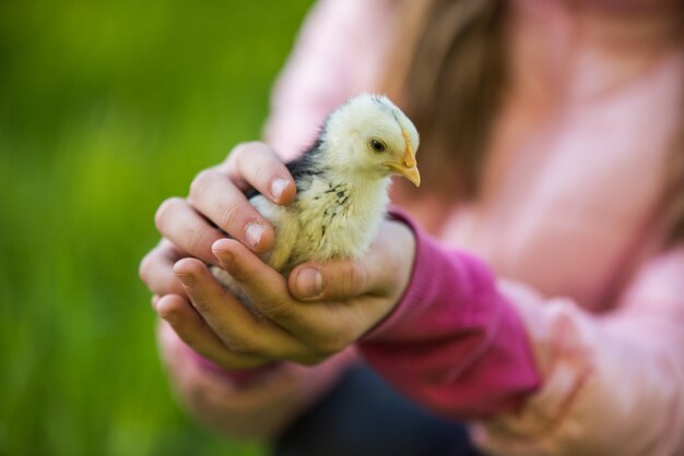 Foto weinig kip in handen van kinderen op aard