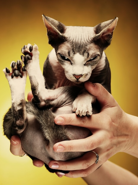 Weinig leuke sphynx kat.