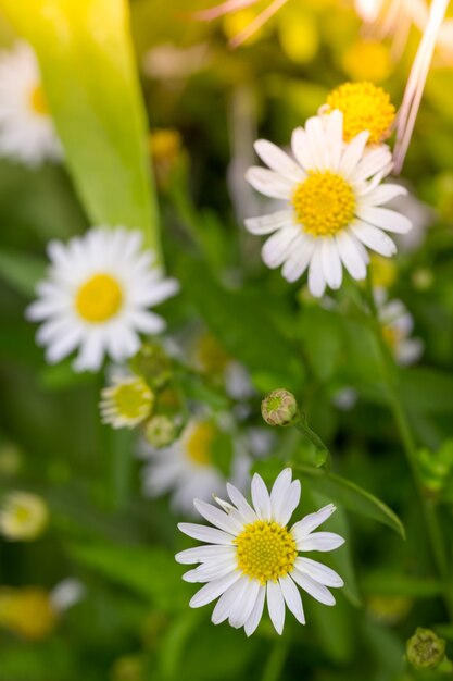 Weinig margrietbloem met groene bokeh baclground