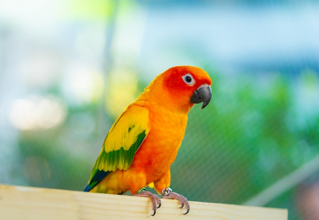 Weinig mini oranje huisdierenpapegaai op een houten plank