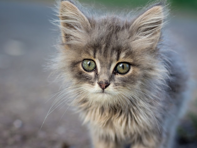 Weinig pluizig grijs katje met groene ogen. Favoriete huisdieren